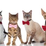 Najpopularniejsze rasy kotów w Polsce.