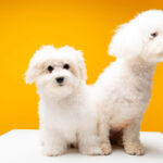 Dlaczego warto kupić psa z rodowodem?